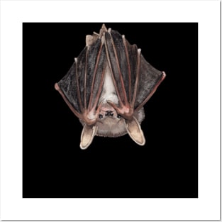 Northern Long Eared Bat Posters and Art